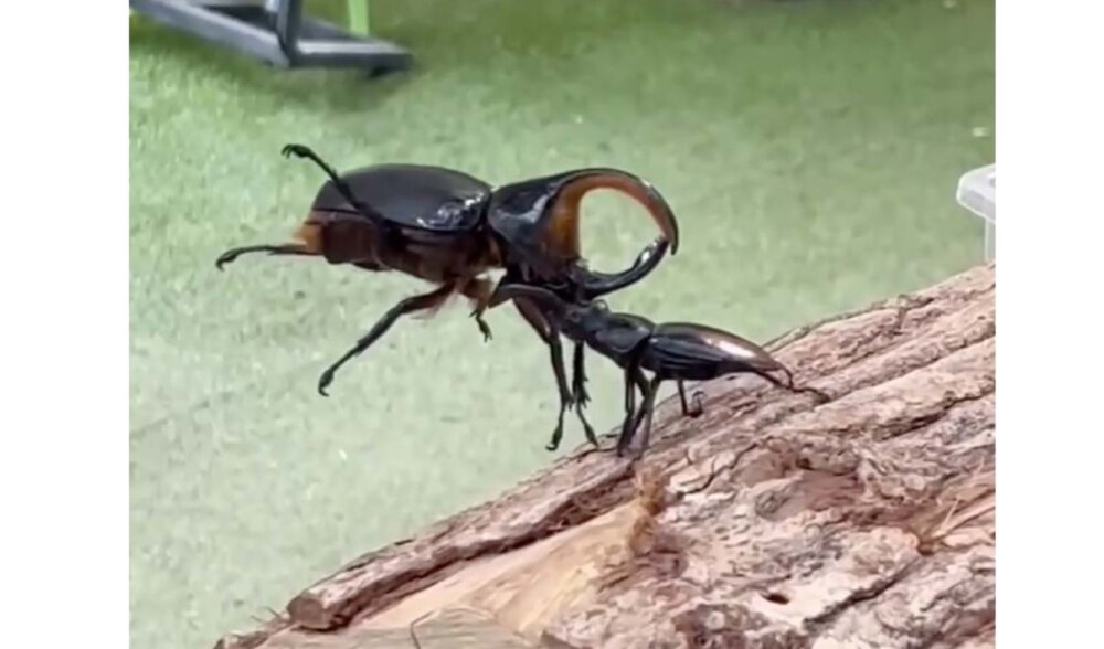 クワガタ・カブトムシバトル