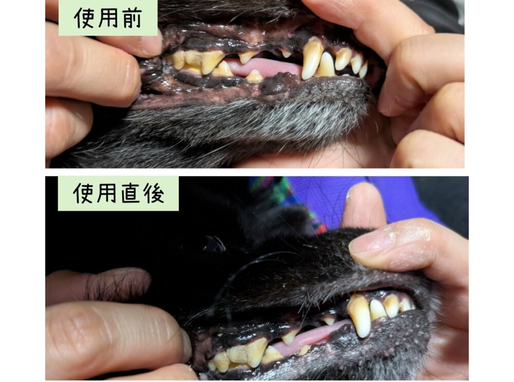 magiczeo使用すぐ