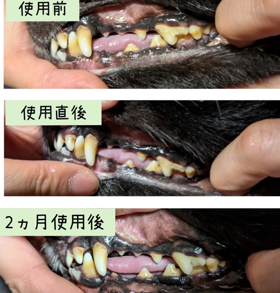 マジックゼオ　口腔ケア